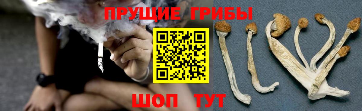 Галлюциногенные грибы Psilocybine cubensis  Вход с VPN  Мценск 